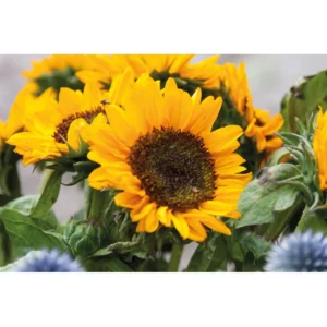 Semințe de floarea-soarelui într-un plic artizanal Girasol
