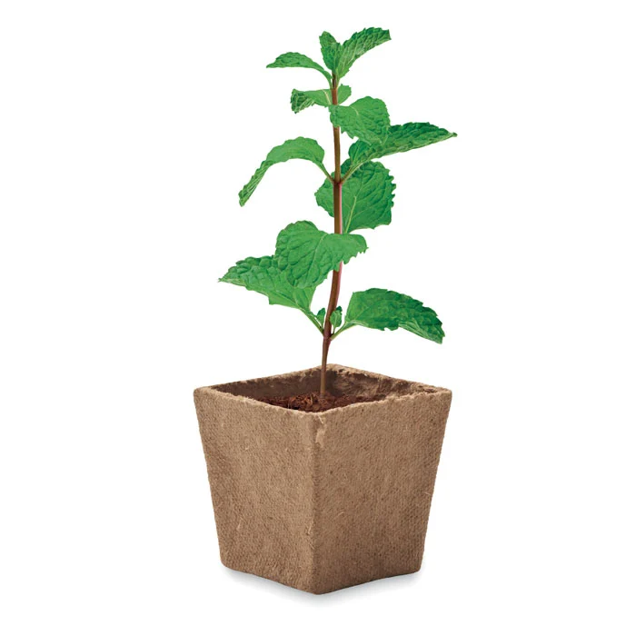 Ghiveci de turbă biodegradabil cu semințe de mentă Mint Kit