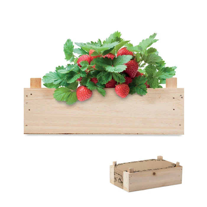 mo6506-40-db51d33c71 Kit de creștere a căpșunilor într-o ladă de lemn, inclusiv compost de grădină Strawberry