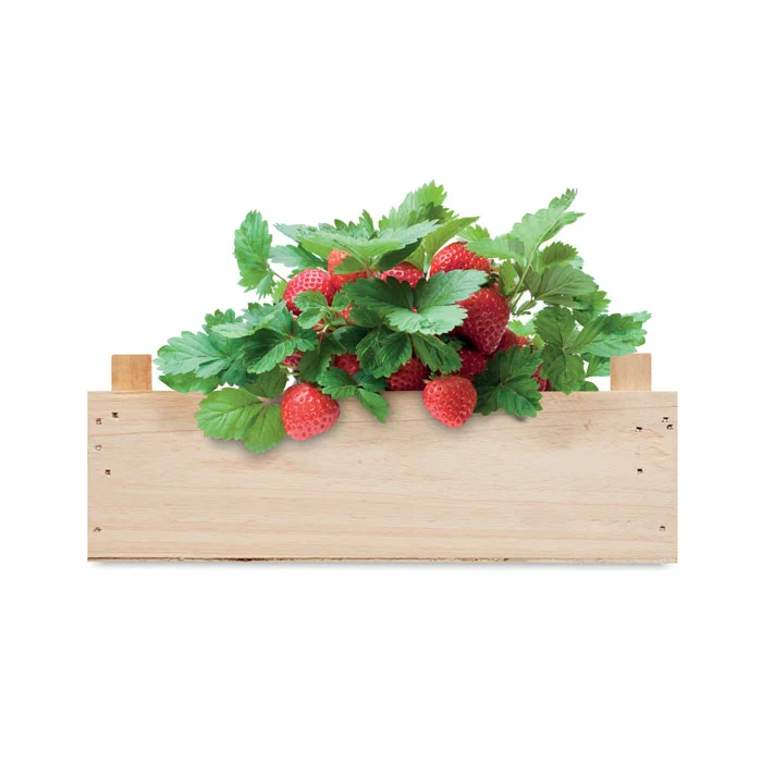 mo6506-40-top-92e4829d24 Kit de creștere a căpșunilor într-o ladă de lemn, inclusiv compost de grădină Strawberry